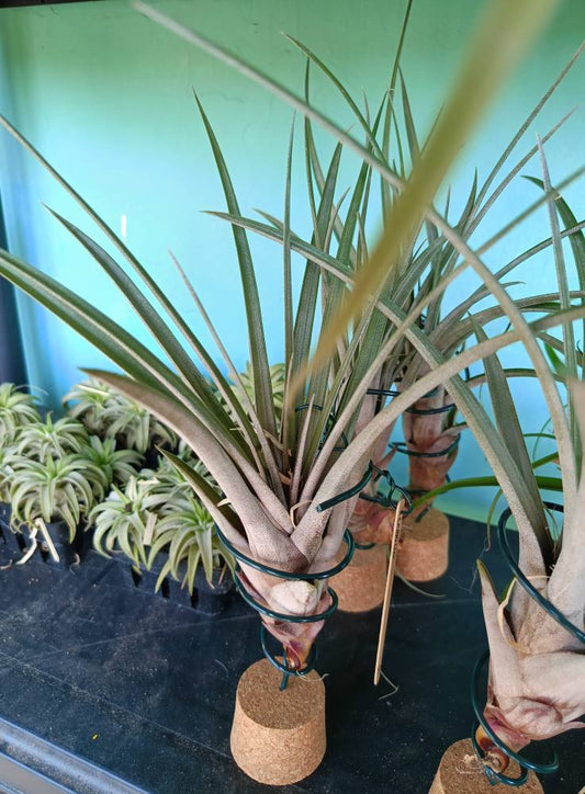 Tillandsia Carrilloi