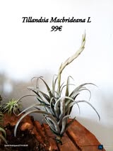 Tillandsia Macbrideana L