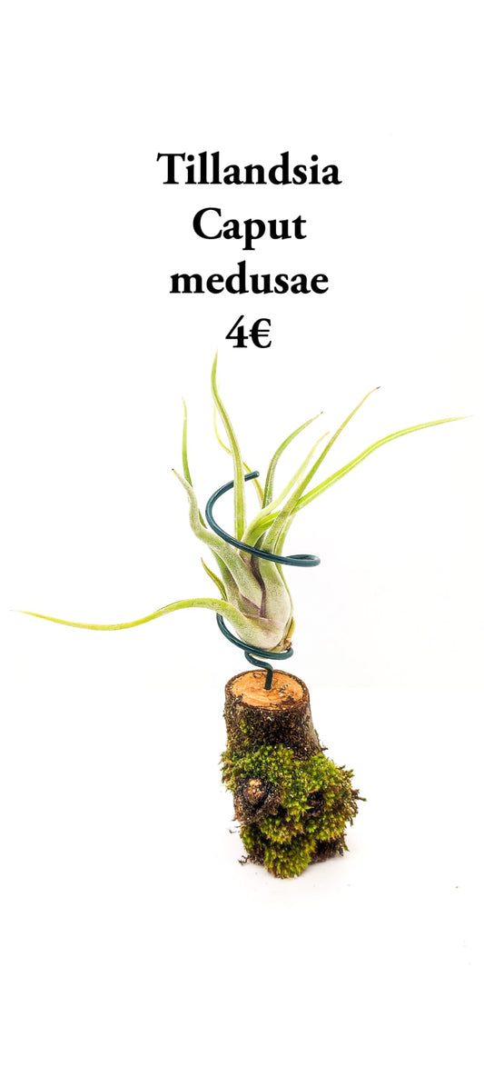 Tillandsia Caput Medusae