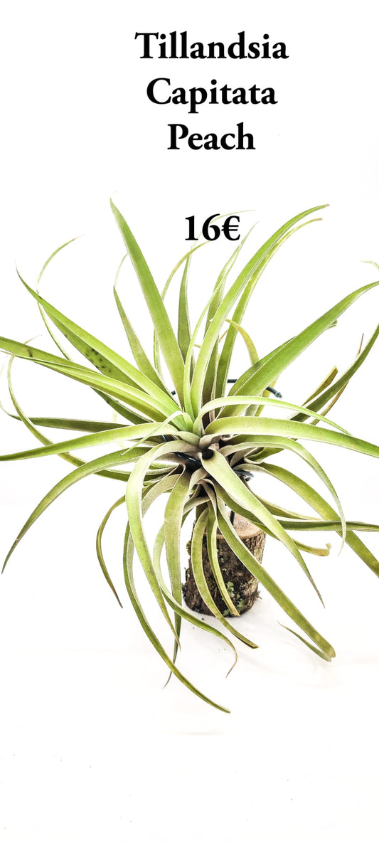 Tillandsia Capitata Peach XL