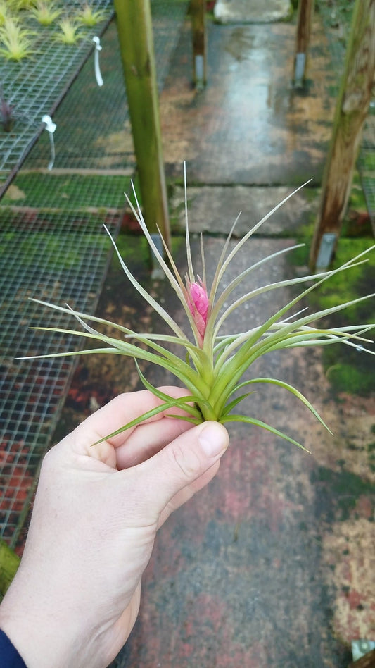 Tillandsia aeranthos Joseli