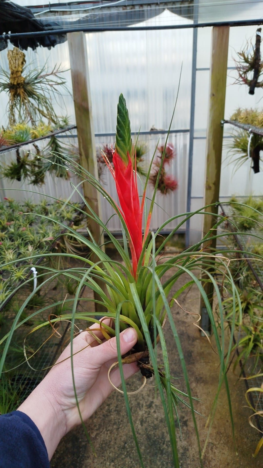 Tillandsia Punctulata XL
