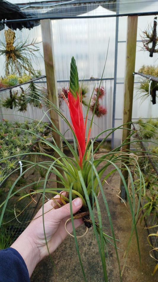 Tillandsia Punctulata XL