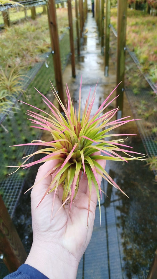 Tillandsia Scaposa XL