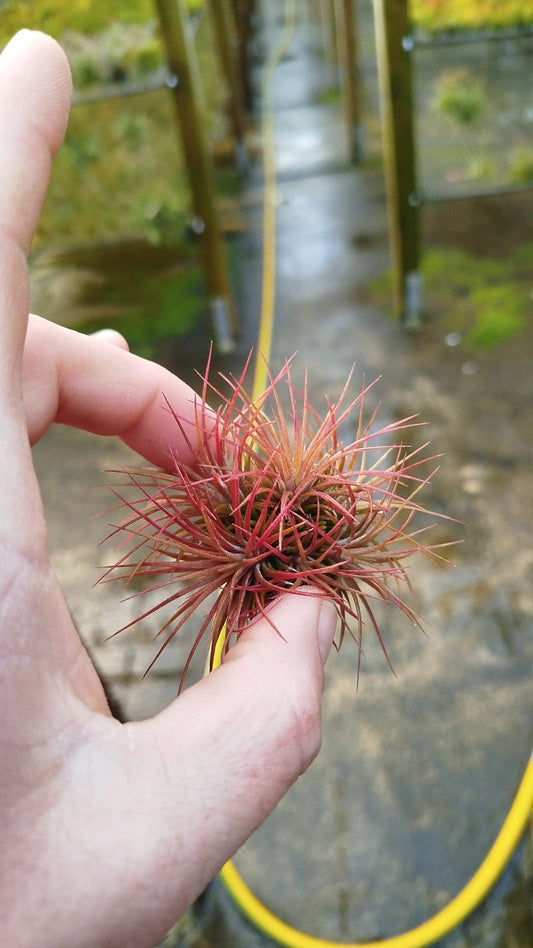 Tillandsia Ionantha Pleiades