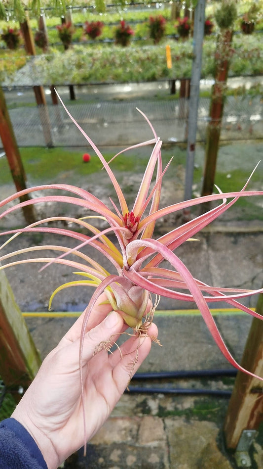caput medusae x flabellata