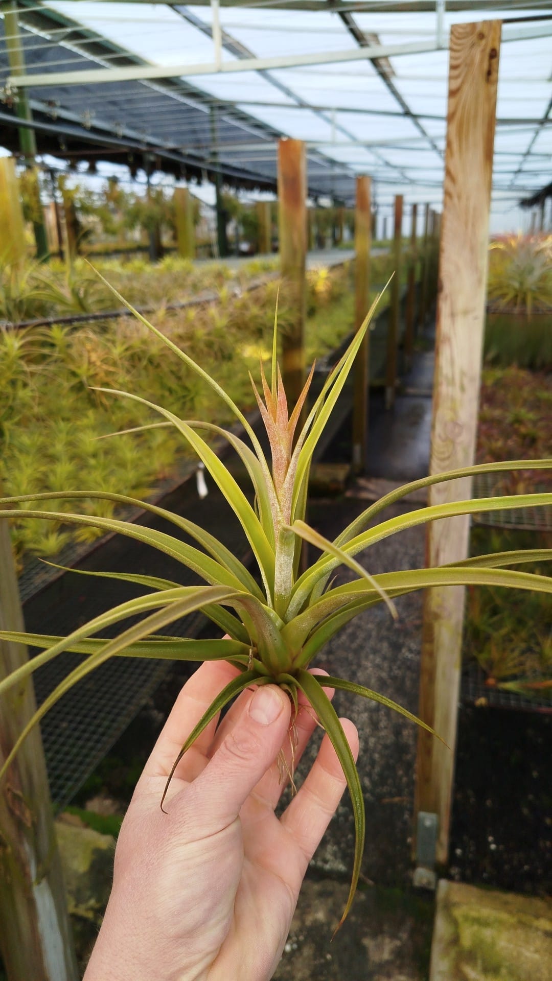 Tillandsia Elisabethae