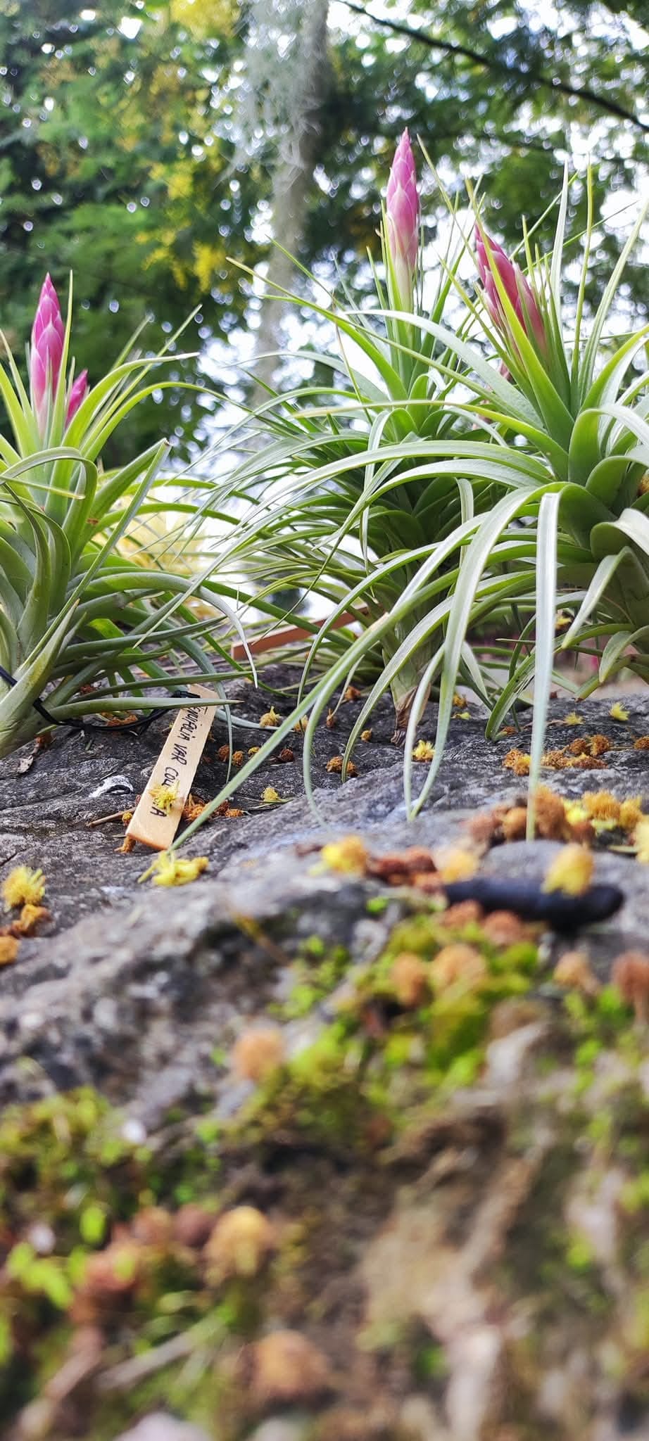 Tillandsia Tenuifolia var. Colombia