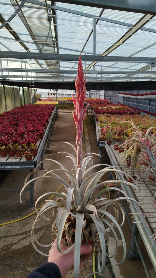 Tillandsia Zacapanensis
