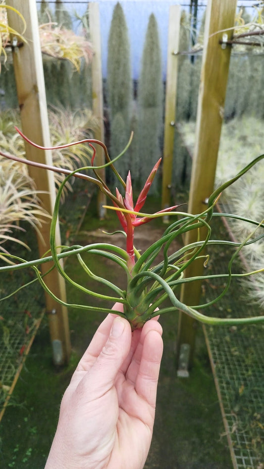Tillandsia Bulbosa XL