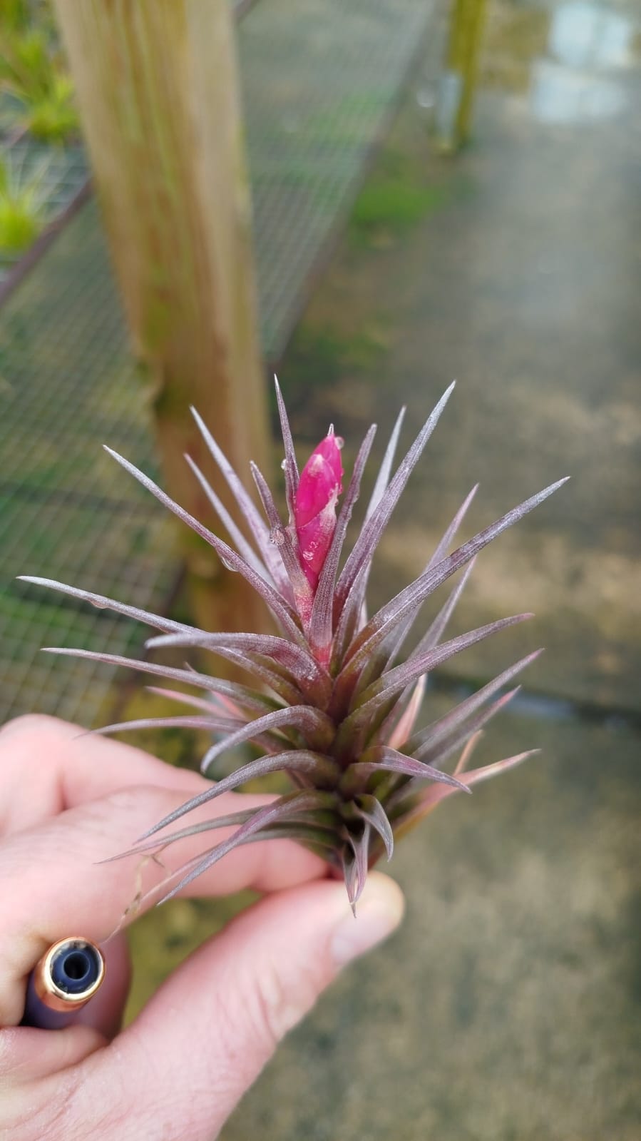Tillandsia Jonesii