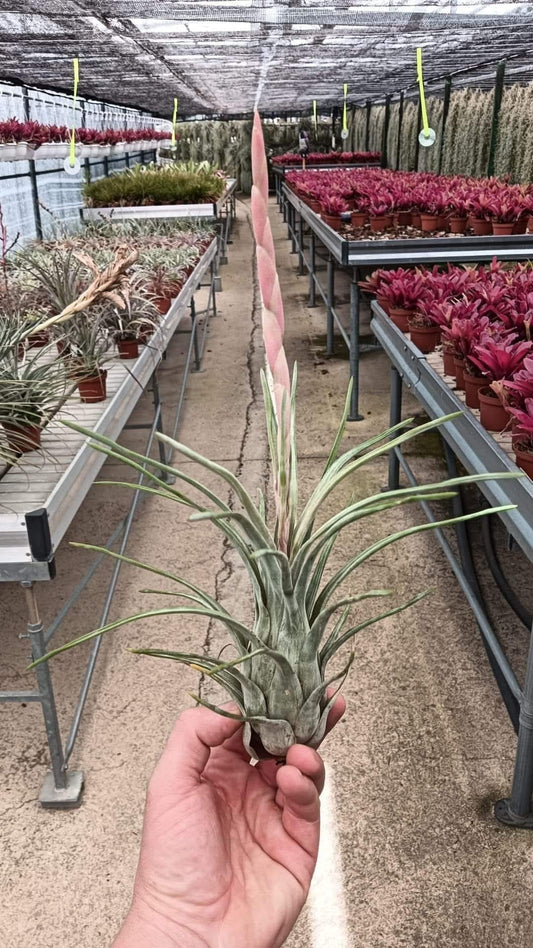 Tillandsia Paraensis