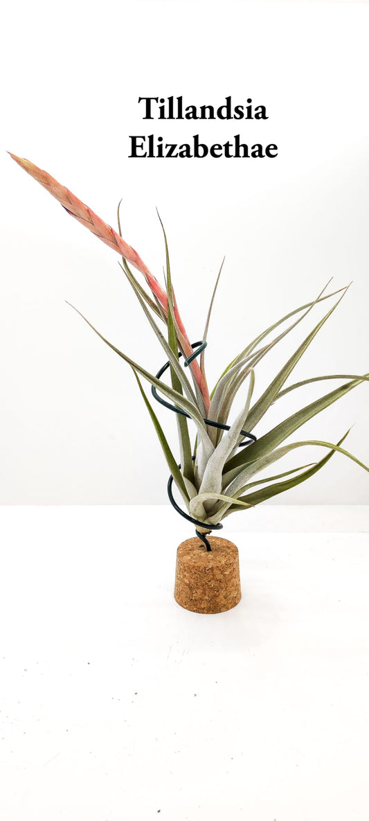 Tillandsia Elisabethae