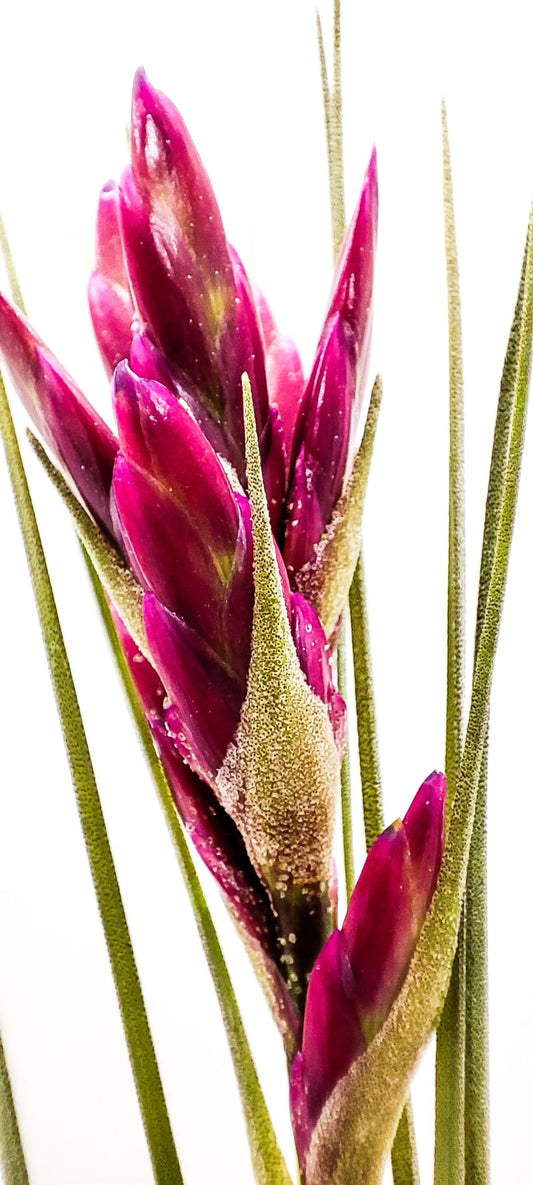 Tillandsia Floribunda