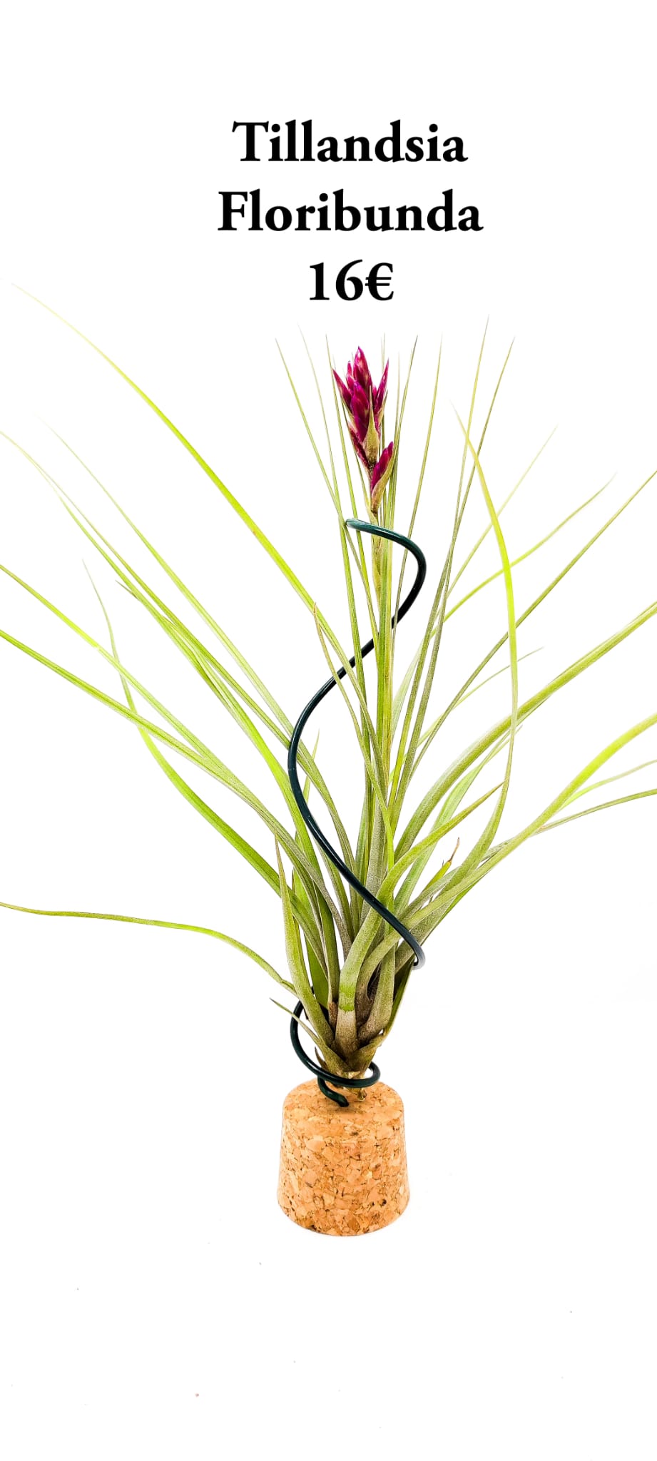 Tillandsia Floribunda
