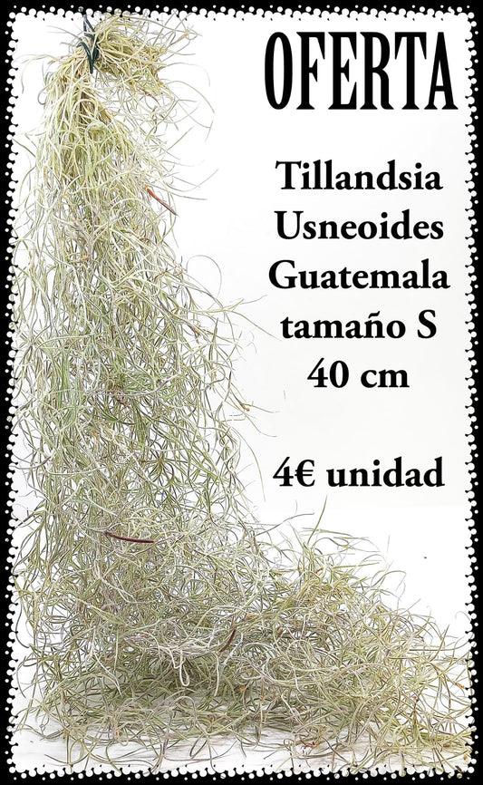 Tillandsia Usneoides  Guatemala S  40/50 cm  lote de 10 unidades 25€
