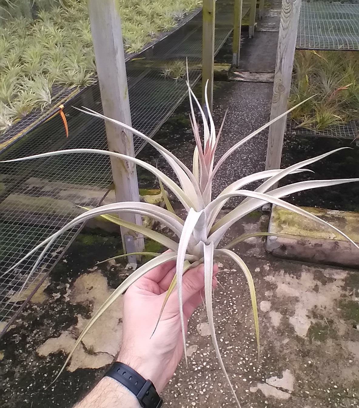 Tillandsia Elizabethae