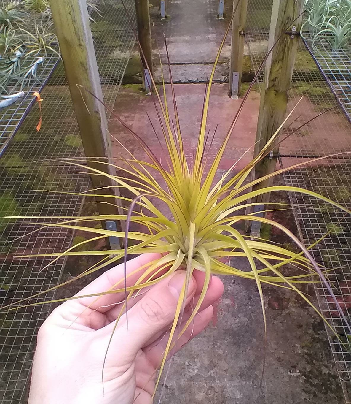 Tillandsia Globosa