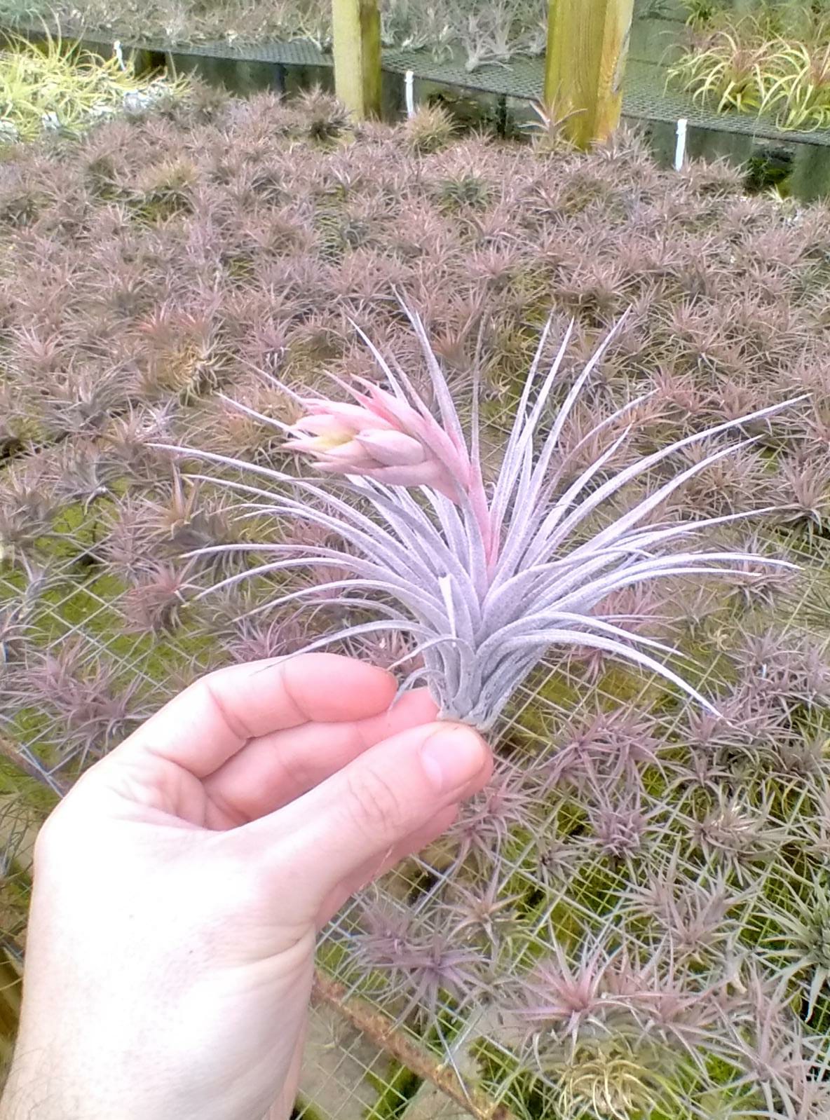 Tillandsia Sucrei