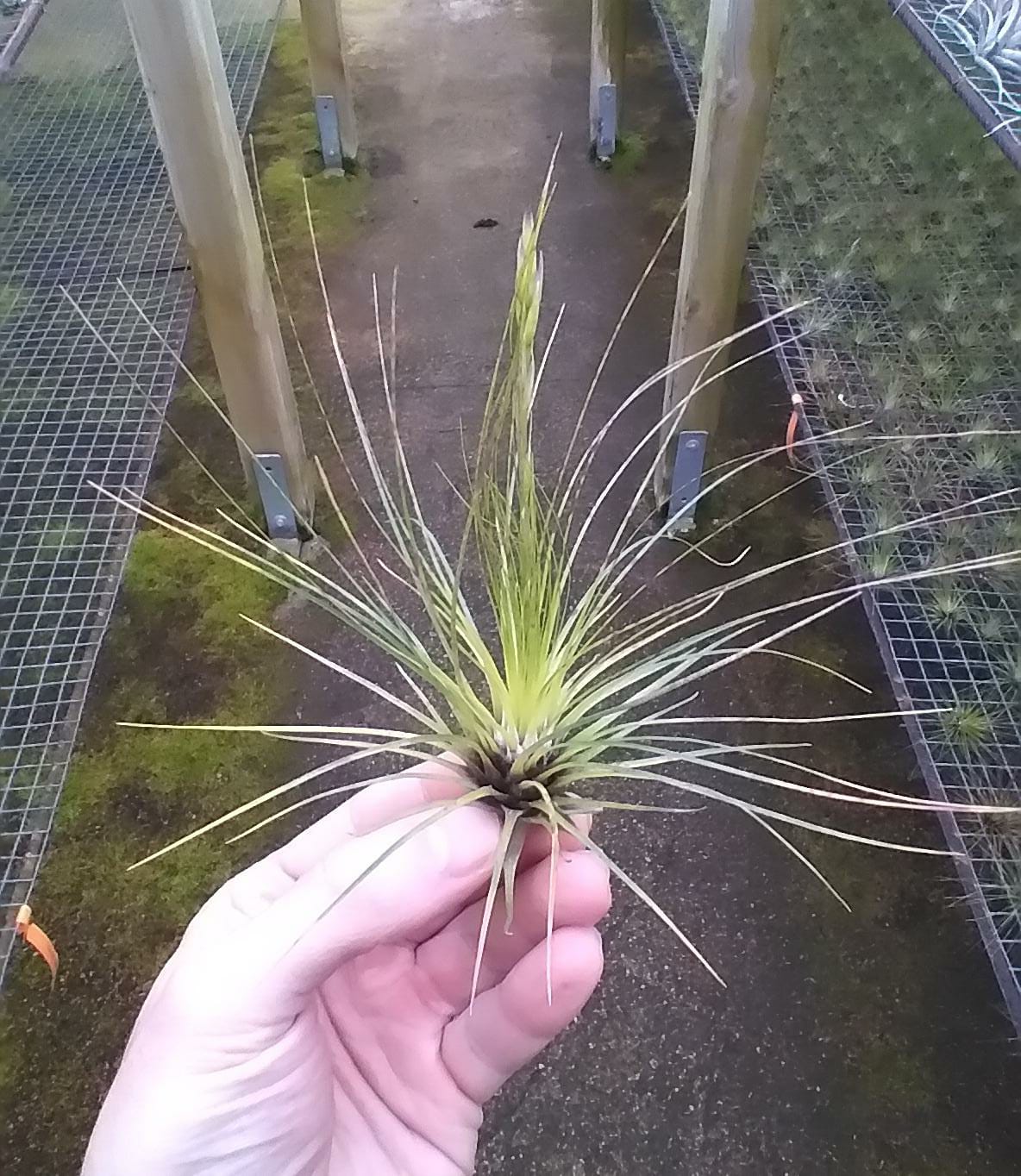 Tillandsia Filifolia