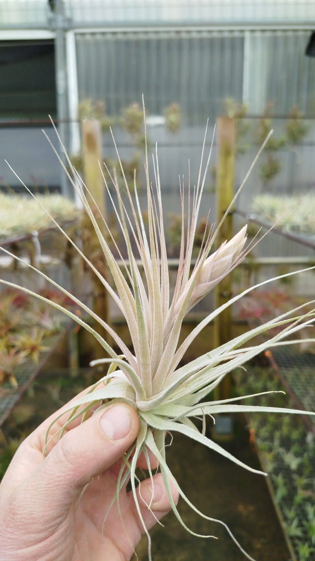 Tillandsia Gardneri
