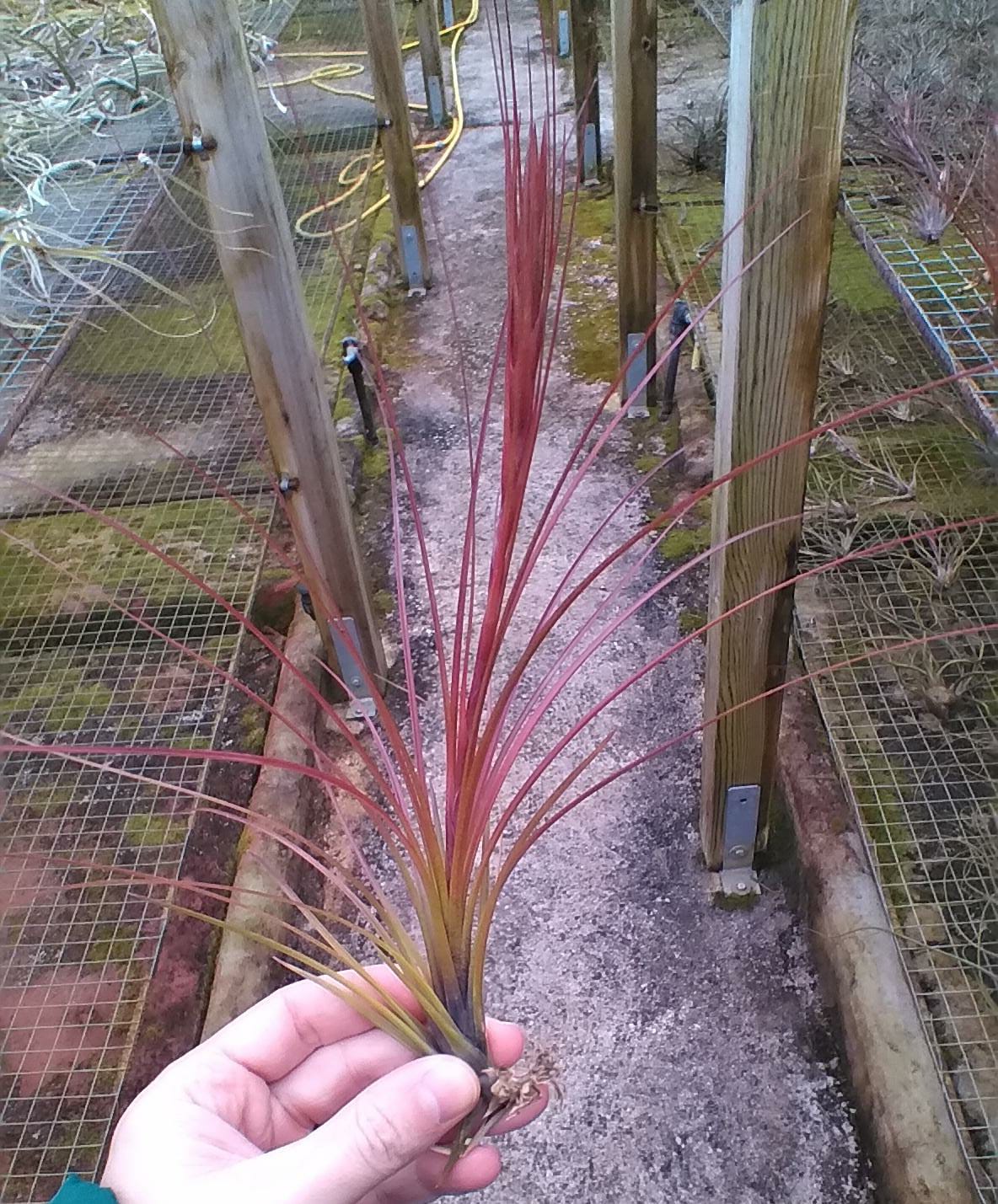 Tillandsia Festucoides
