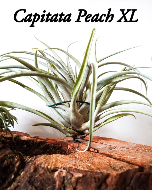 Tillandsia Capitata Peach XL