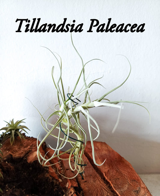 Tillandsia Paleacea