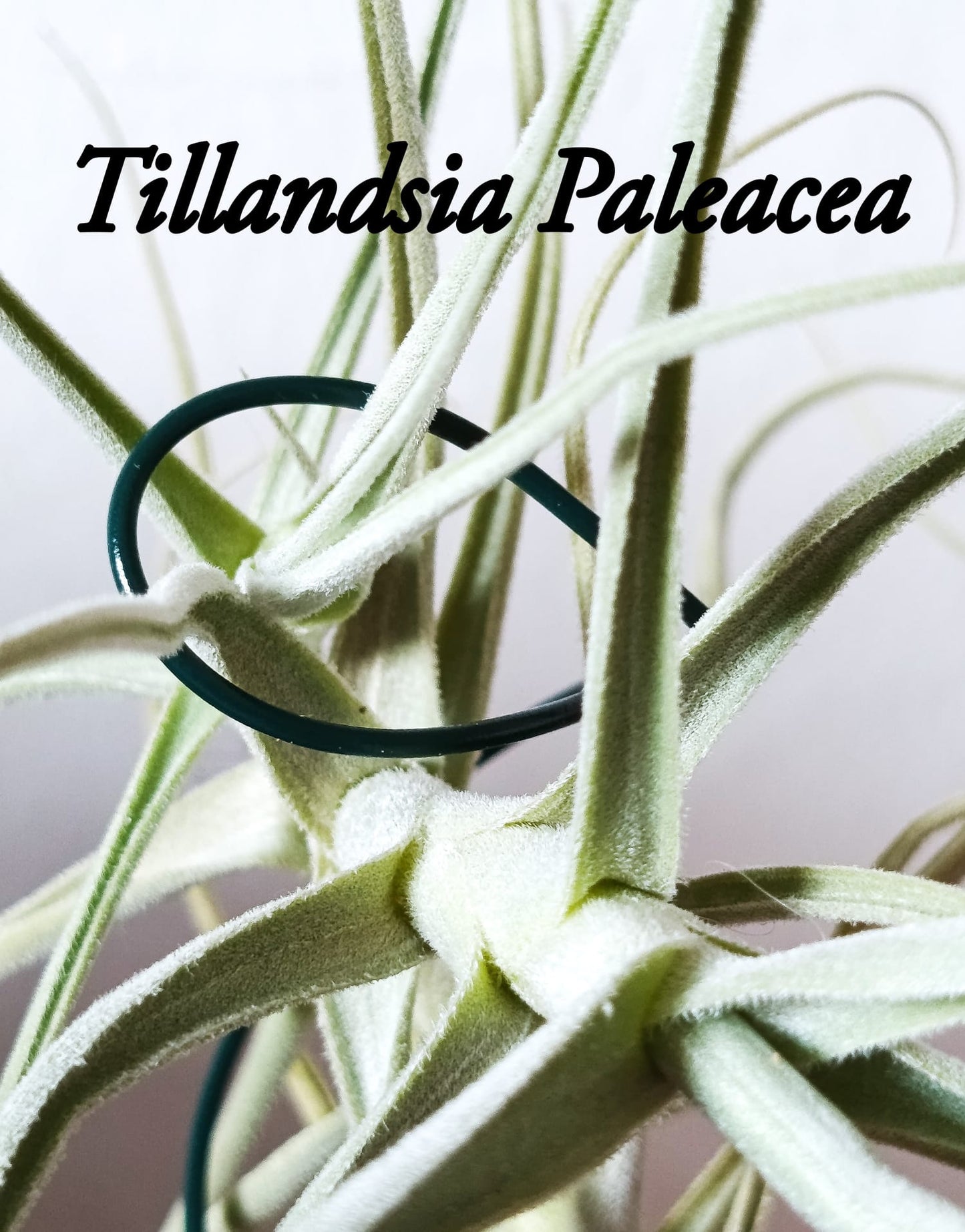 Tillandsia Paleacea