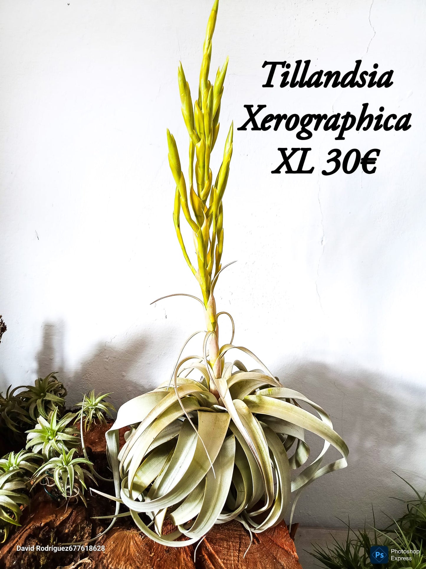 Tillandsia Xerographica XL