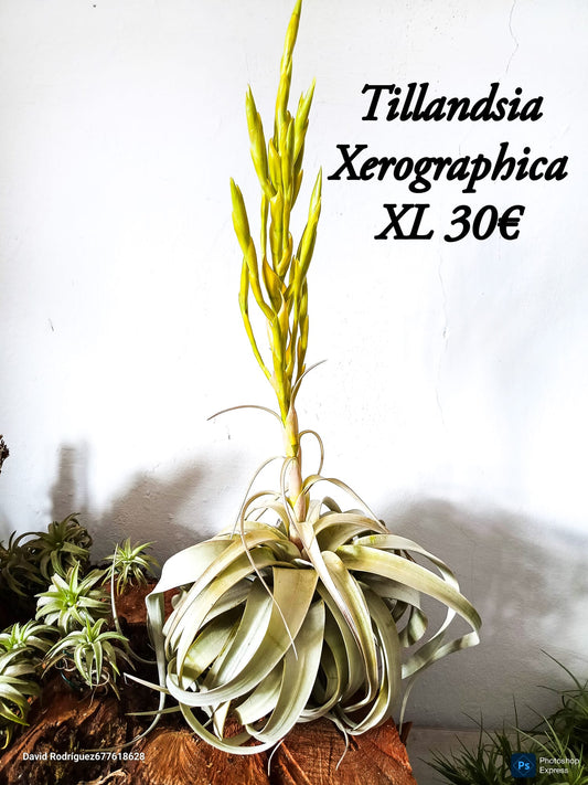 Tillandsia Xerographica XL