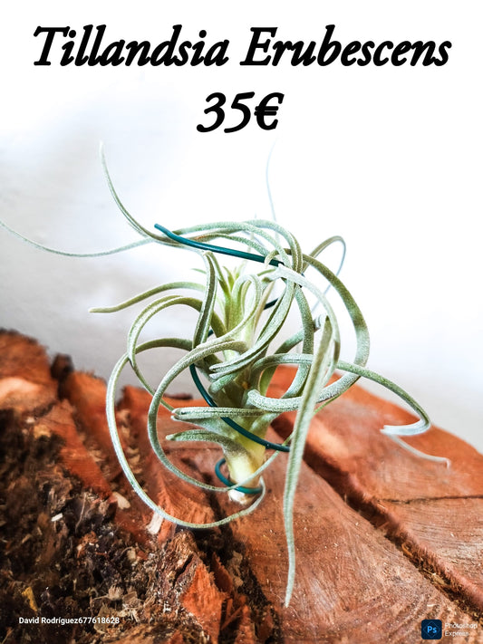 Tillandsia Erubescens