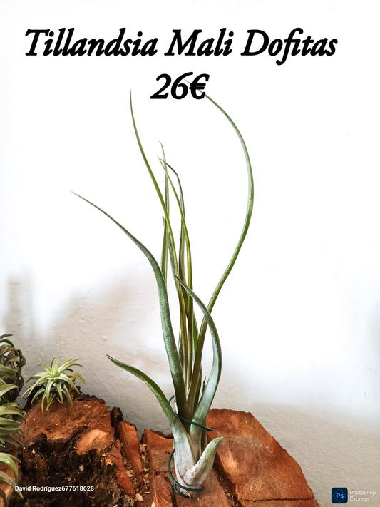 Tillandsia Mali Dofitas