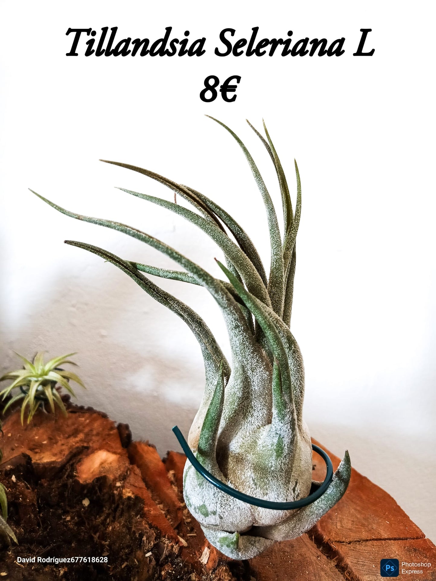 Tillandsia Seleriana L