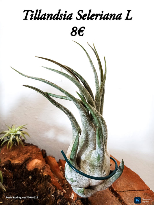 Tillandsia Seleriana L