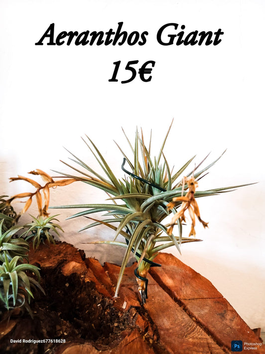 Tillandsia Aeranthos Giant