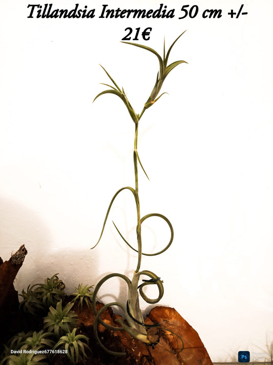 Tillandsia Intermedia