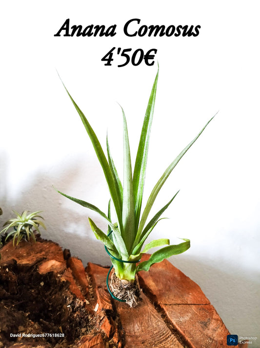 Ananas comosus