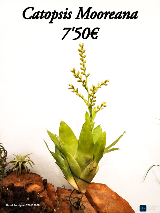 Catopsis mooreana