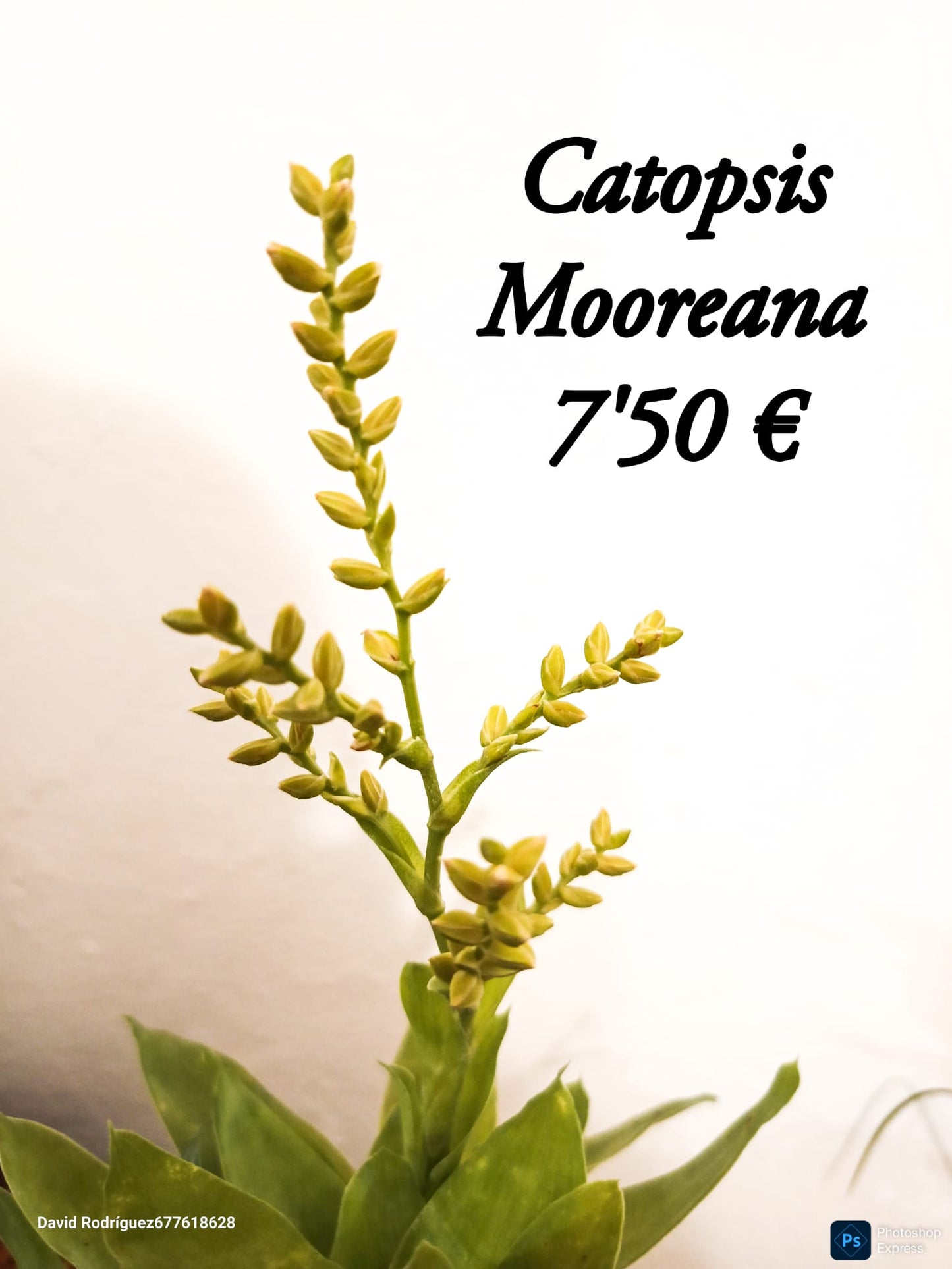 Catopsis mooreana