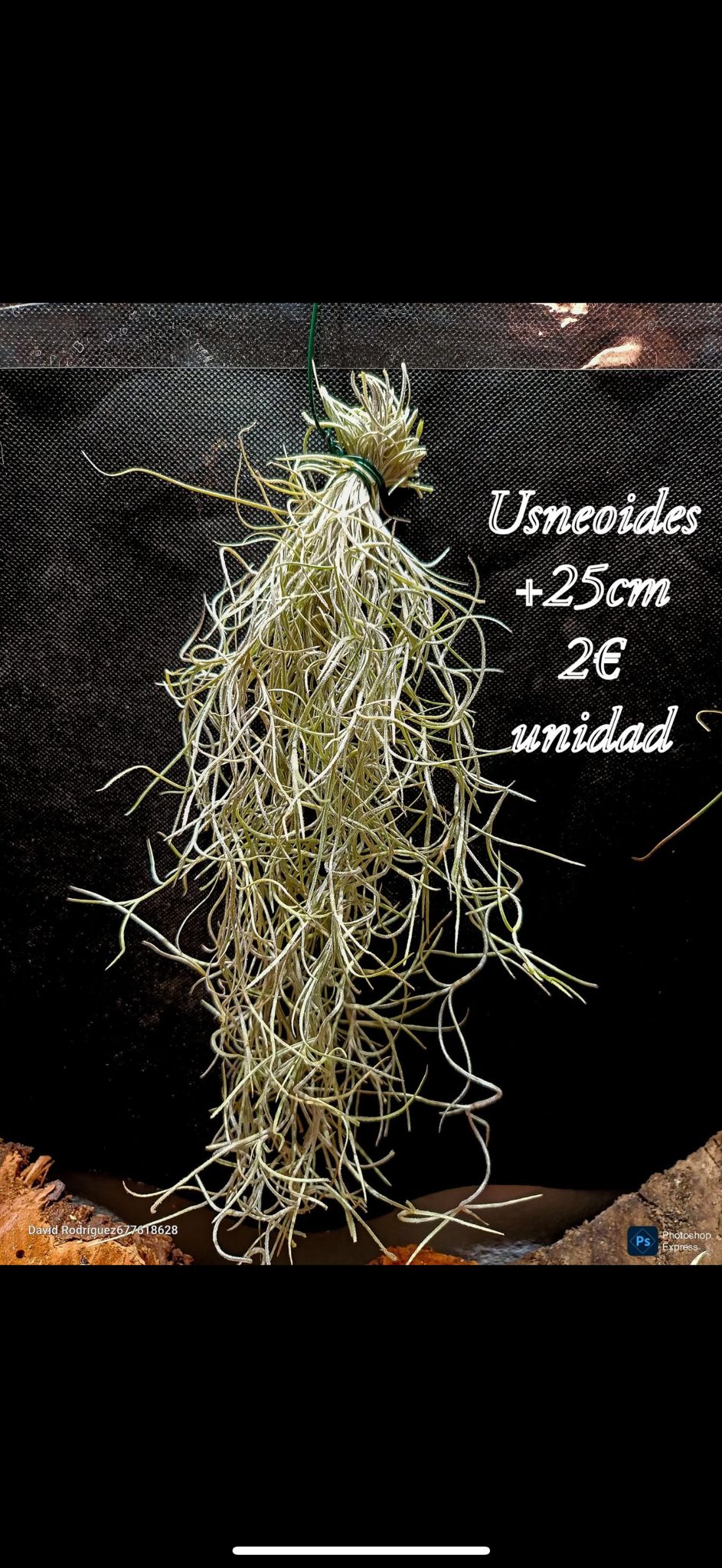 Tillandsia usneoides 30 cm S