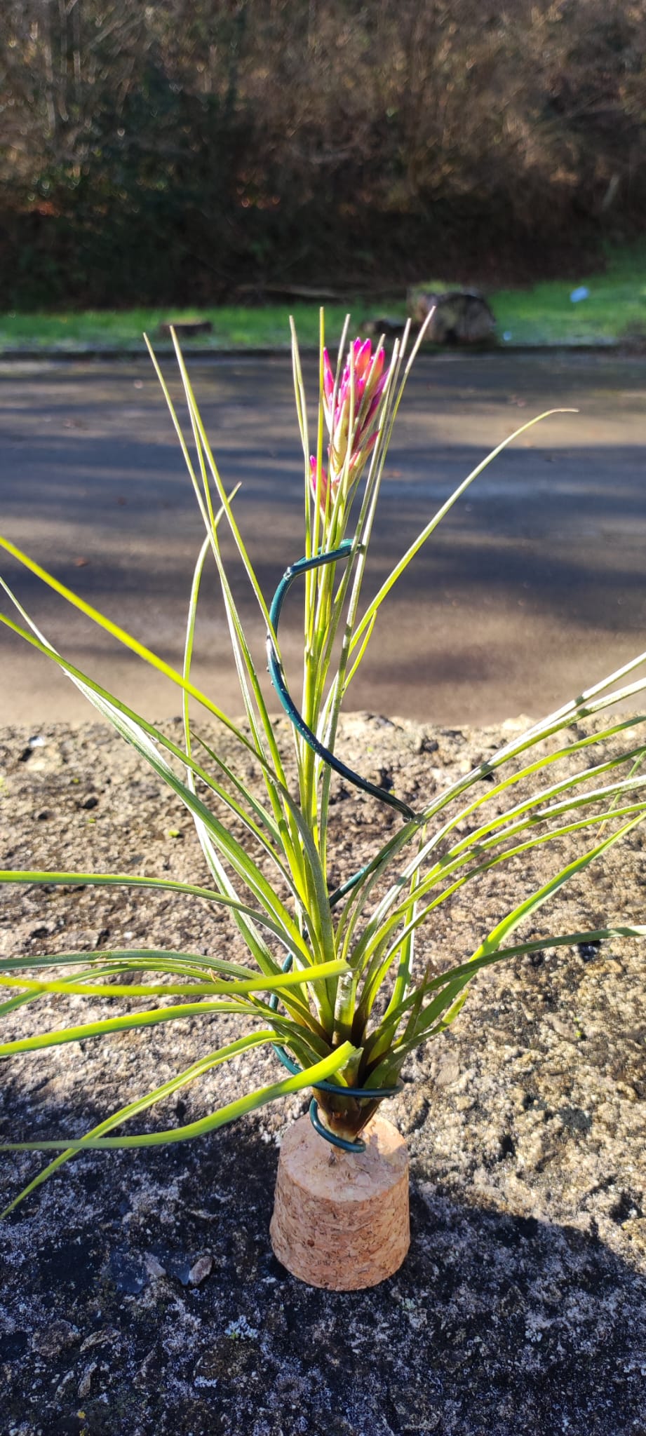 Lote 4 tillandsias XL