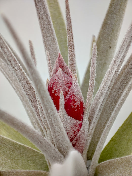 PAQUETE SORPRESA 10 TILLANDSIAS DIFERENTES