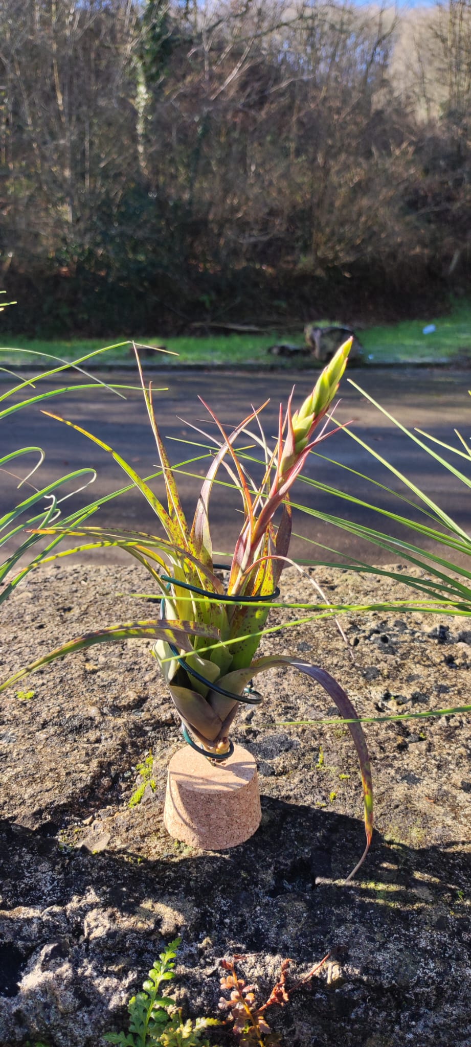 Lote 4 tillandsias XL