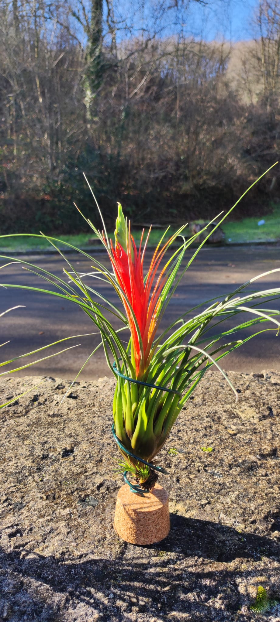 Lote 4 tillandsias XL