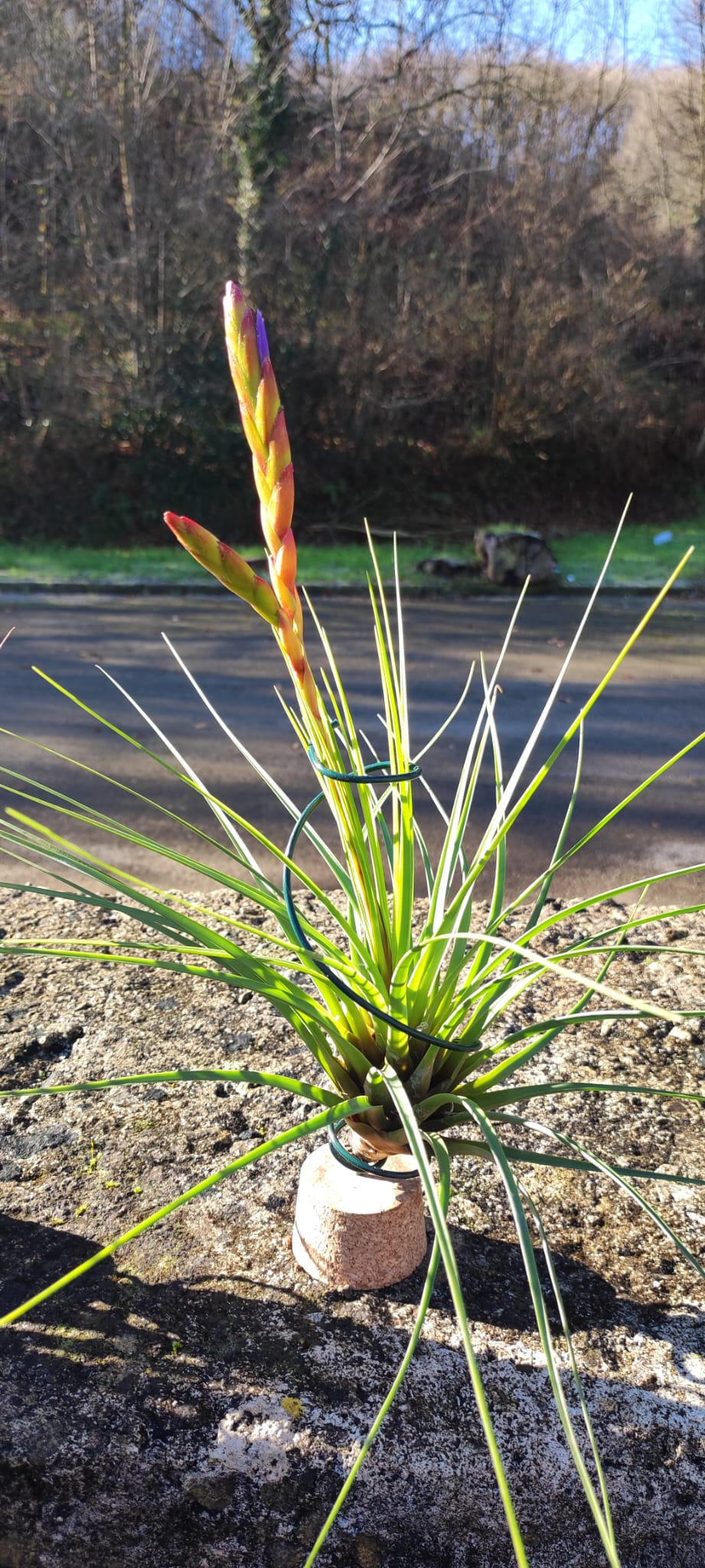 Lote 4 tillandsias XL