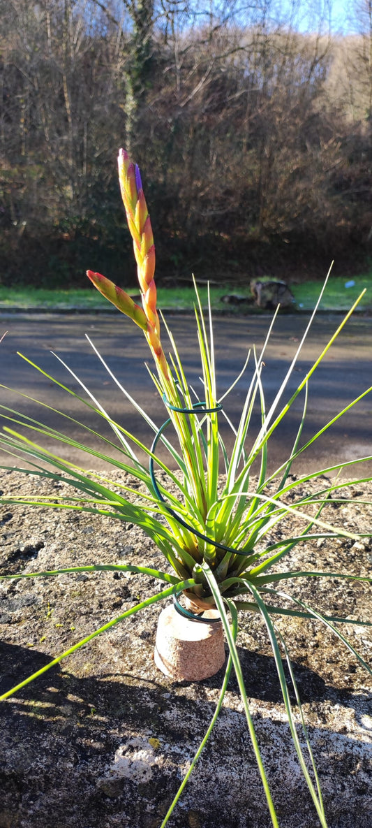 Lote 4 tillandsias XL