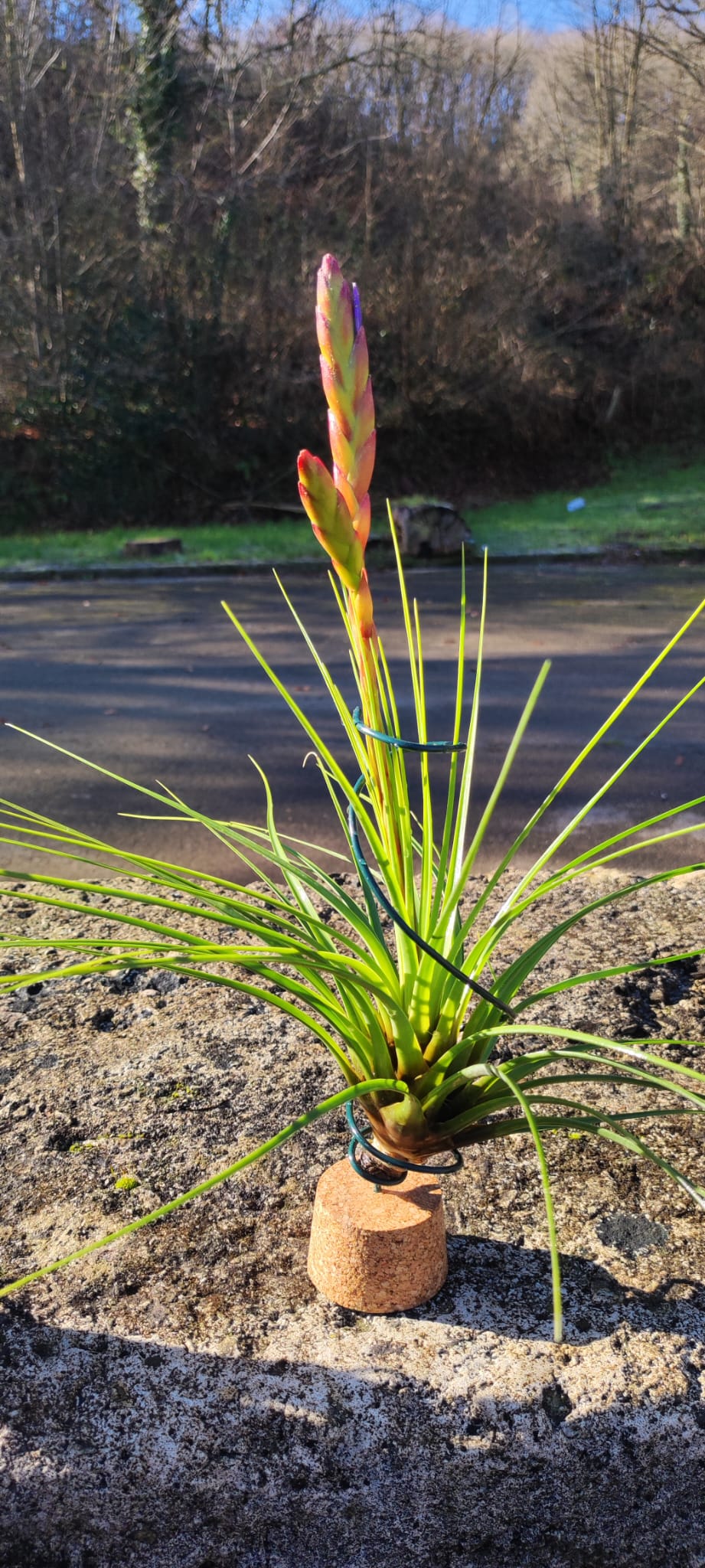 Lote 4 tillandsias XL